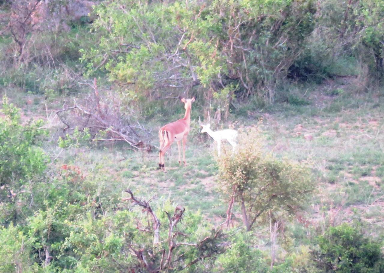 Kruger View Tree House Villa Marloth Park Dış mekan fotoğraf