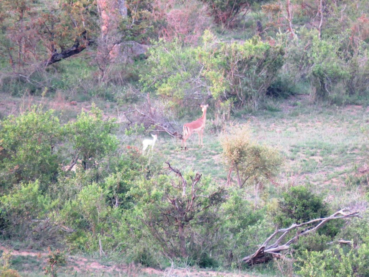 Kruger View Tree House Villa Marloth Park Dış mekan fotoğraf